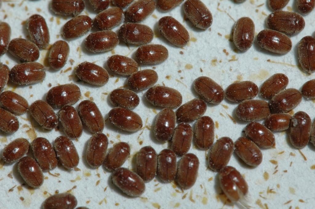 شركة مكافحة حشرات الأغذية المخزنة في ابوظبي