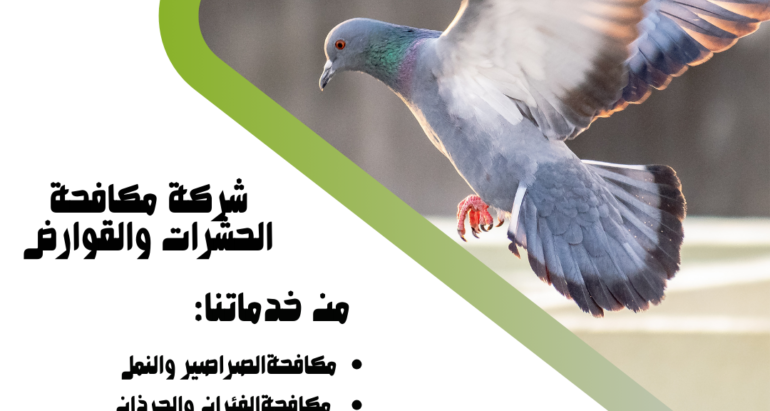 تأثير طيور الحمام على الصحة ودور شركات مكافحة الحشرات في التصدي لها