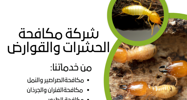 التحديات واستراتيجيات مكافحة النمل الأبيض في الإمارات