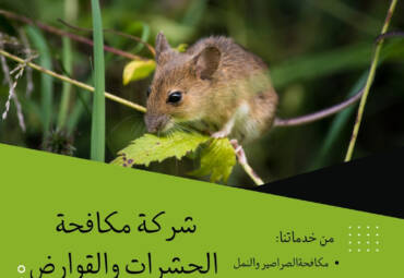 طرق الوقاية من الفئران ودور شركة مكافحة الحشرات في الحماية منها