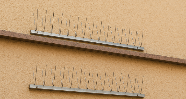 صيد الحمام في أبوظبي