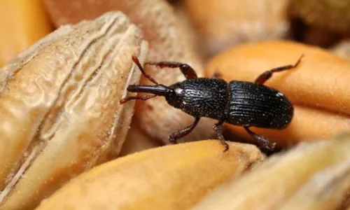 افضل شركة مكافحة حشرات في ابوظبي