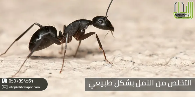 كيف يمكن التخلص من النمل بشكل طبيعي