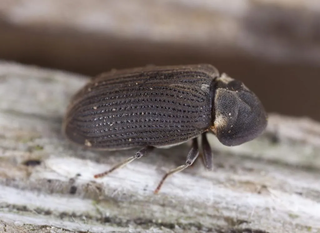 مكافحة سوس الخشب