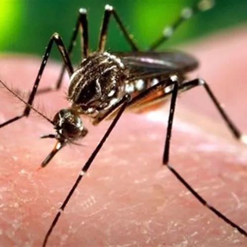 شركة-الابداع أفضل شركة مكافحة البعوض في ابوظبي