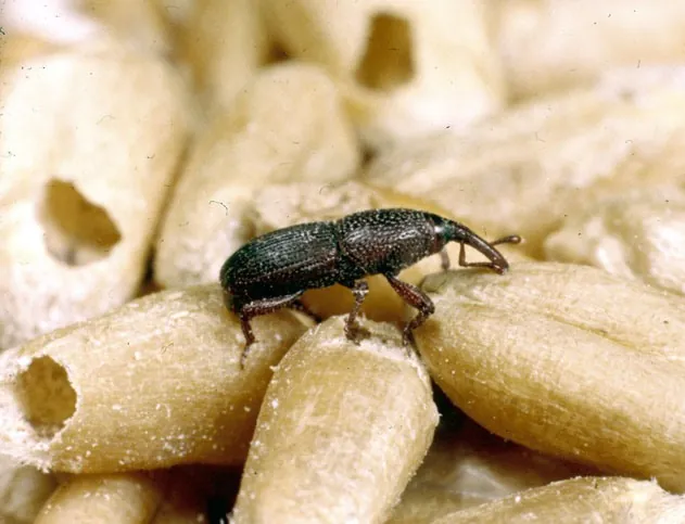 شركة مكافحة حشرات الأغذية