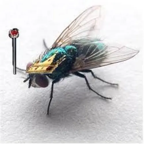 شركة مكافحة الذباب في ابوظبي