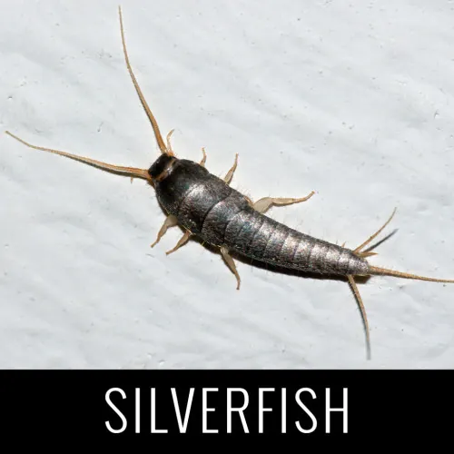 شركة مكافحة العتة في ابوظبي