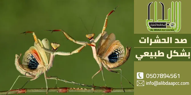 3 طرق لعملية صد الحشرات بشكل طبيعي