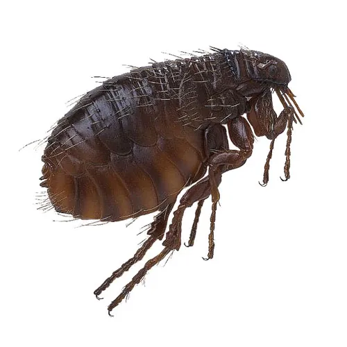 شركة مكافحة البراغيث في ابوظبي