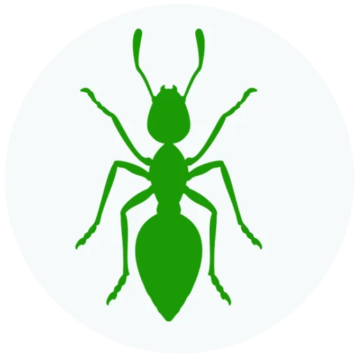 شركة مكافحة النمل في ابوظبي