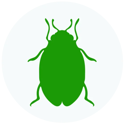 شركة مكافحة بق الفراش في ابوظبي