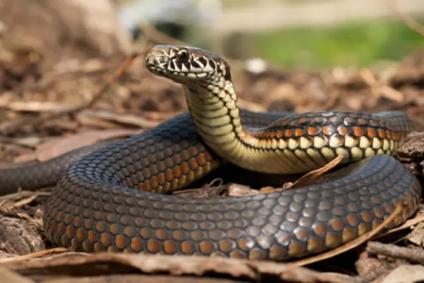 شركة مكافحة الثعابين في ابوظبي