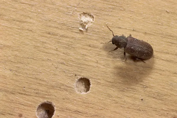 شركة مكافحة السوس في ابوظبي