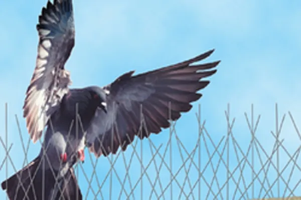 شركة مكافحة الطيور في ابوظبي