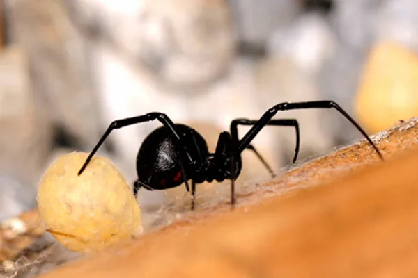 شركة مكافحة الصراصير في ابوظبي