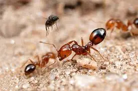 شركة مكافحة النمل في ابوظبي