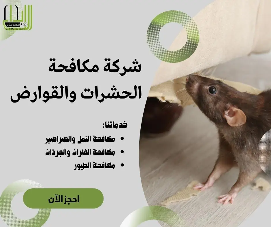 مكافحة الفئران في أبوظبي، دبي والشارقة