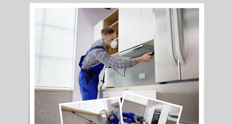 أهمية شركات مكافحة الحشرات ودورها في مكافحة النمل الأبيض