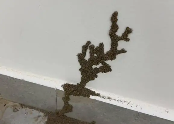 النمل الأبيض (الرمة) وطرق مكافحته في الإمارات العربية المتحدة وتأثيره على الأخشاب وأثاث المنزل