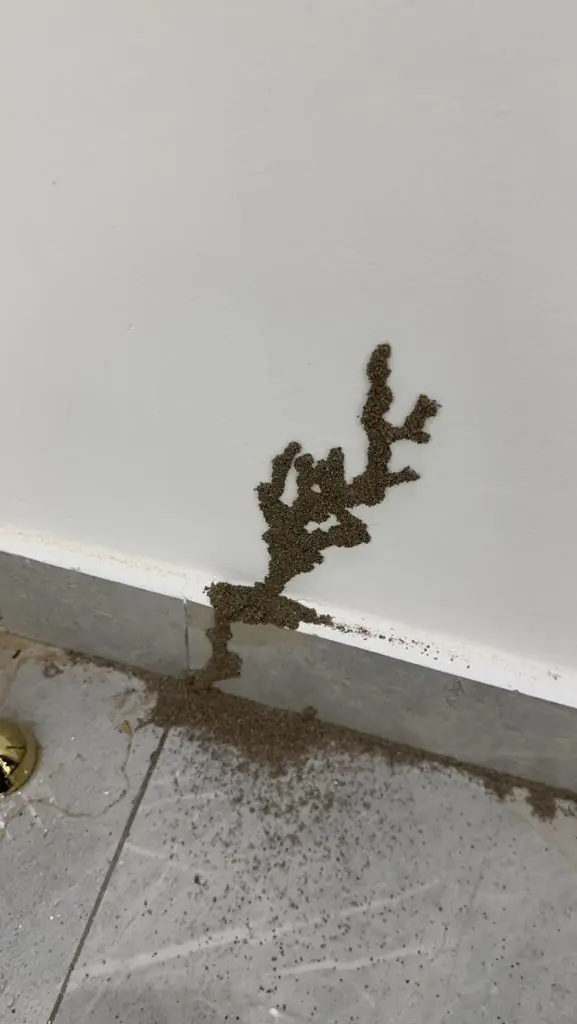 النمل الأبيض (الرمة) وطرق مكافحته في الإمارات العربية المتحدة وتأثيره على الأخشاب وأثاث المنزل