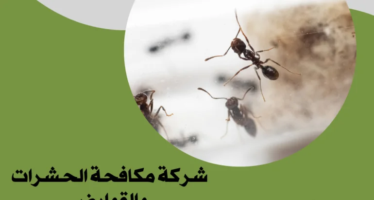 النمل في إمارة دبي: أسباب الظهور وطرق المكافحة و الوقاية منه