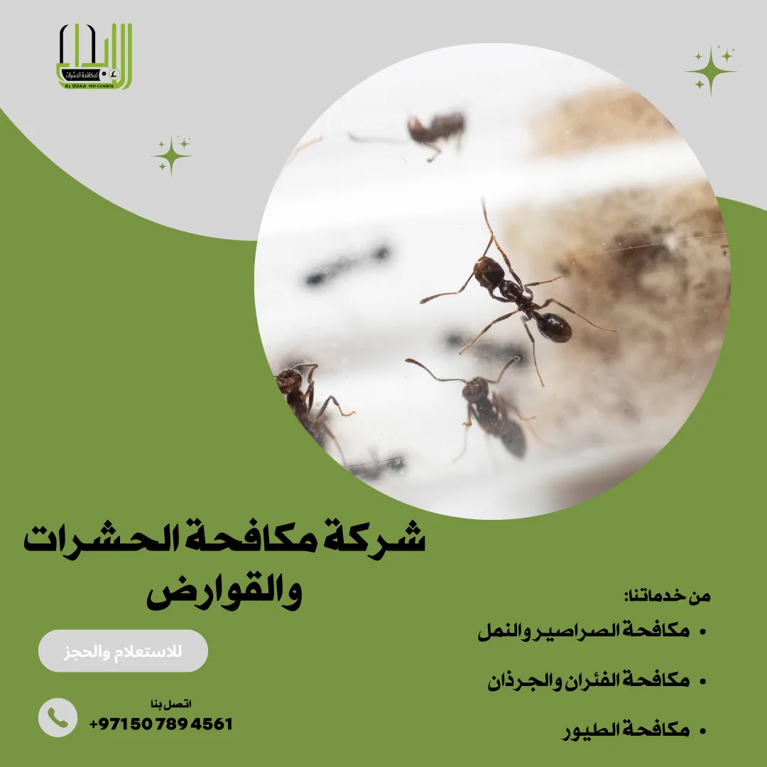 النمل في إمارة دبي: أسباب الظهور وطرق المكافحة و الوقاية منه