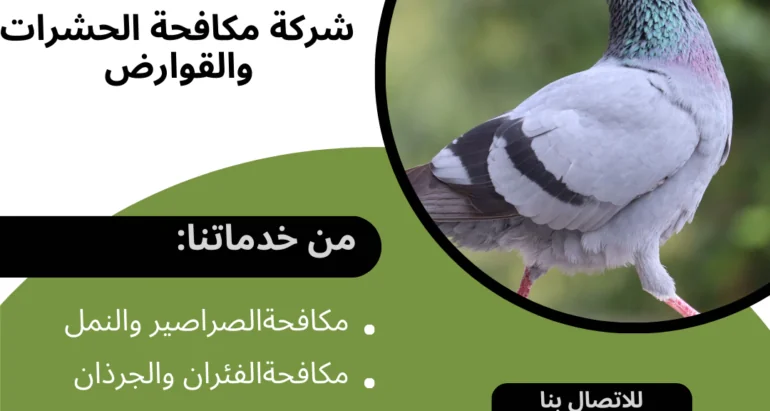 استقطاب الحمام في المنازل في الإمارات العربية المتحدة: أسبابه وآثاره السلبية