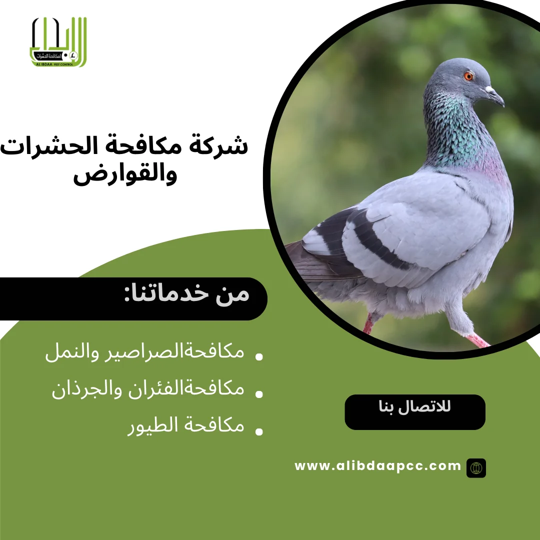 استقطاب الحمام في المنازل في الإمارات العربية المتحدة: أسبابه وآثاره السلبية