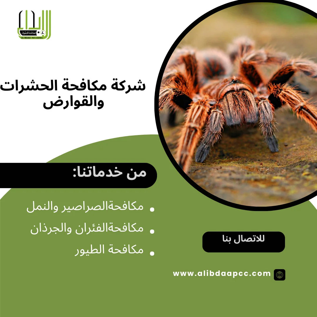 ظهور العناكب في الإمارات العربية المتحدة: أسباب وكيفية مكافحتها