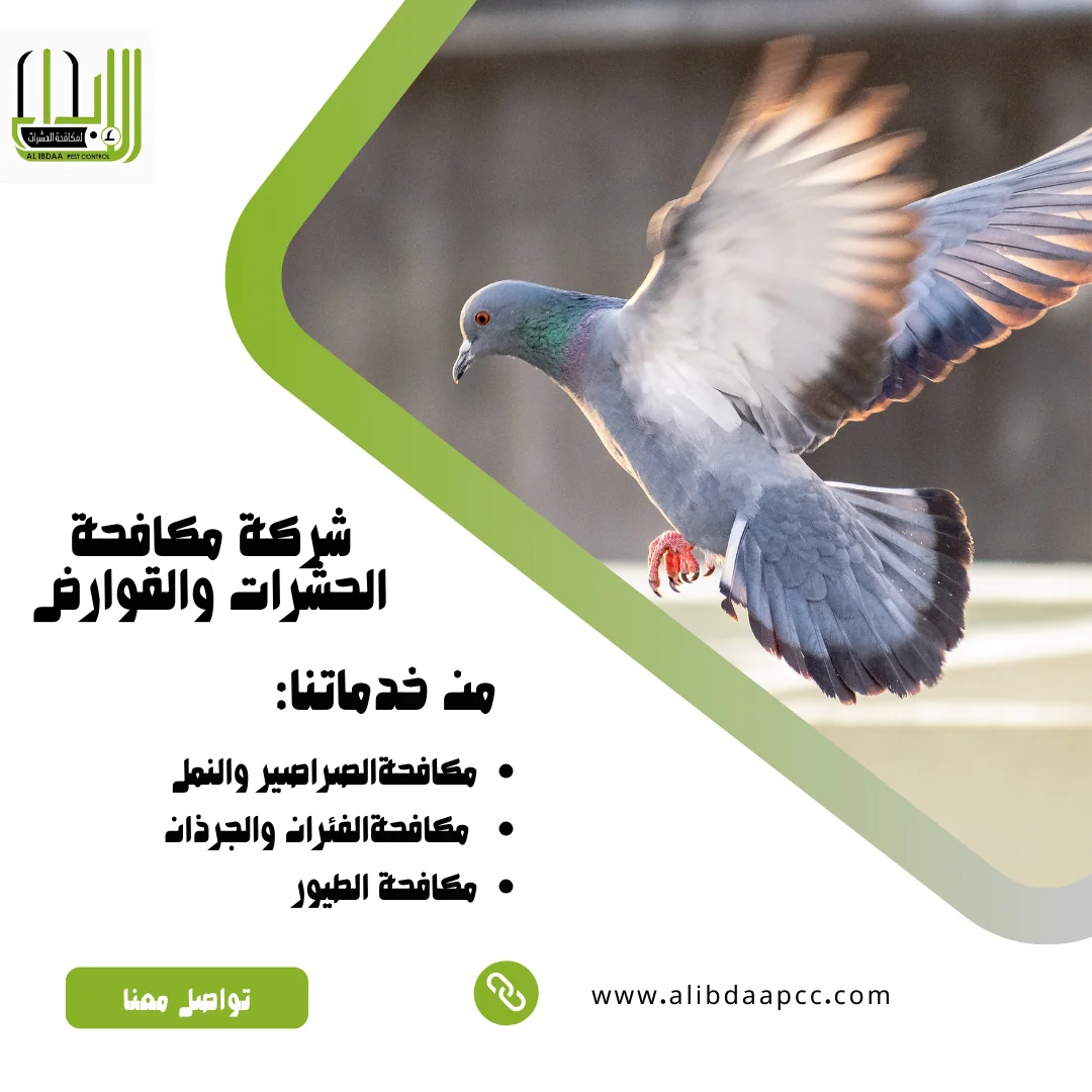 تأثير طيور الحمام على الصحة ودور شركات مكافحة الحشرات في التصدي لها