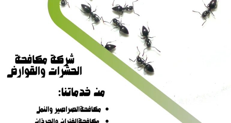 التخلص من نمل المنزل بوسائل طبيعية في الإمارات