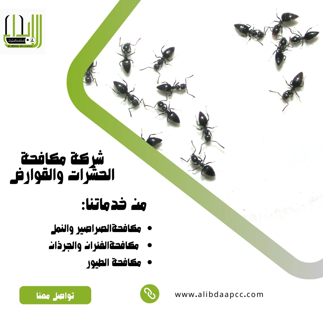 التخلص من نمل المنزل بوسائل طبيعية في الإمارات