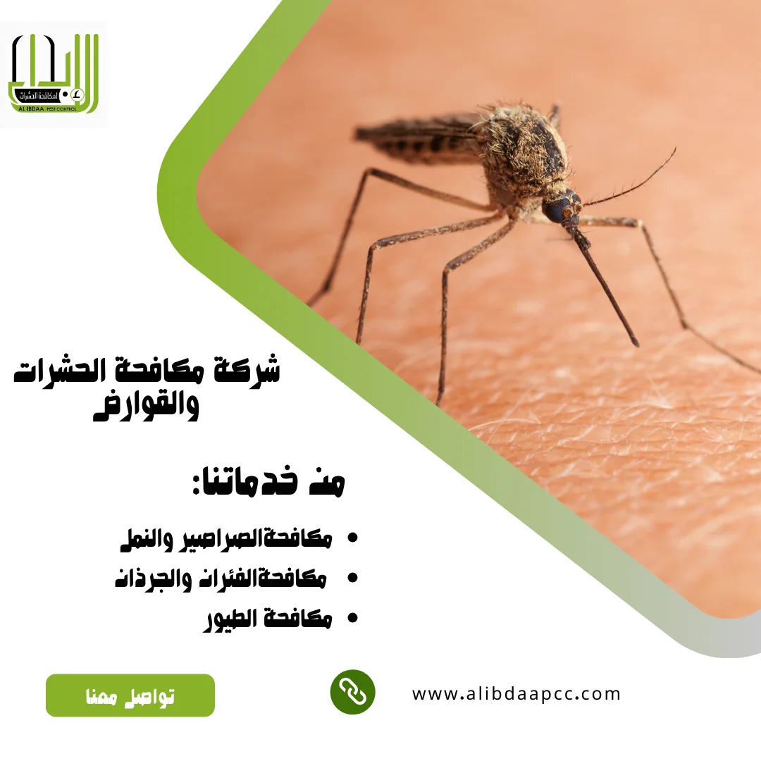 البعوض في الإمارات العربية المتحدة: أسباب انتشاره، طرق مكافحته، وتأثيره على الصحة العامة