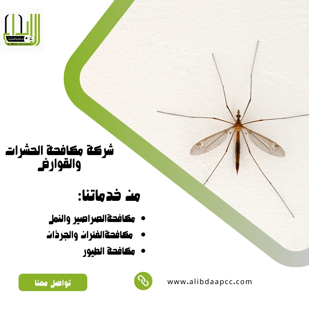 البعوض في الإمارات العربية المتحدة: أسباب الظهور ووسائل مكافحته في فصل الشتاء