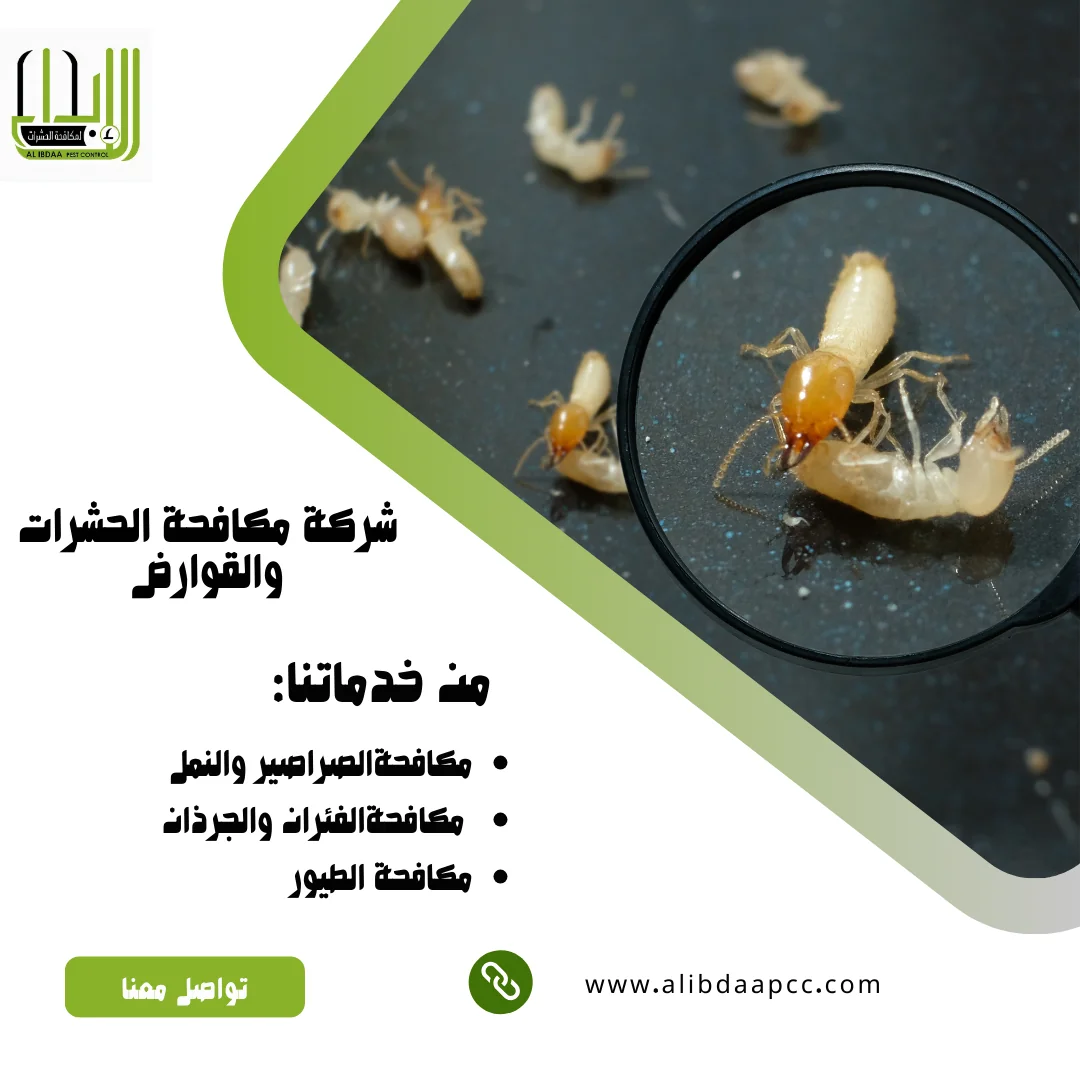 مكافحة حشرة الرمة (النمل الأبيض) ودور شركات الحشرات في القضاء عليها