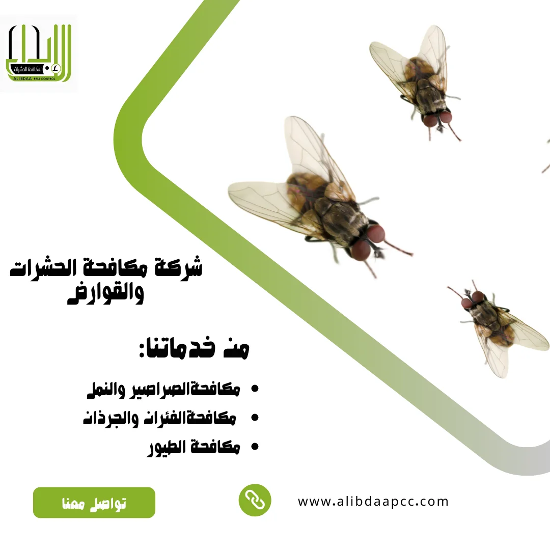 الذباب في فصل الشتاء في الإمارات: أسباب انتشاره وكيفية الوقاية والقضاء عليه