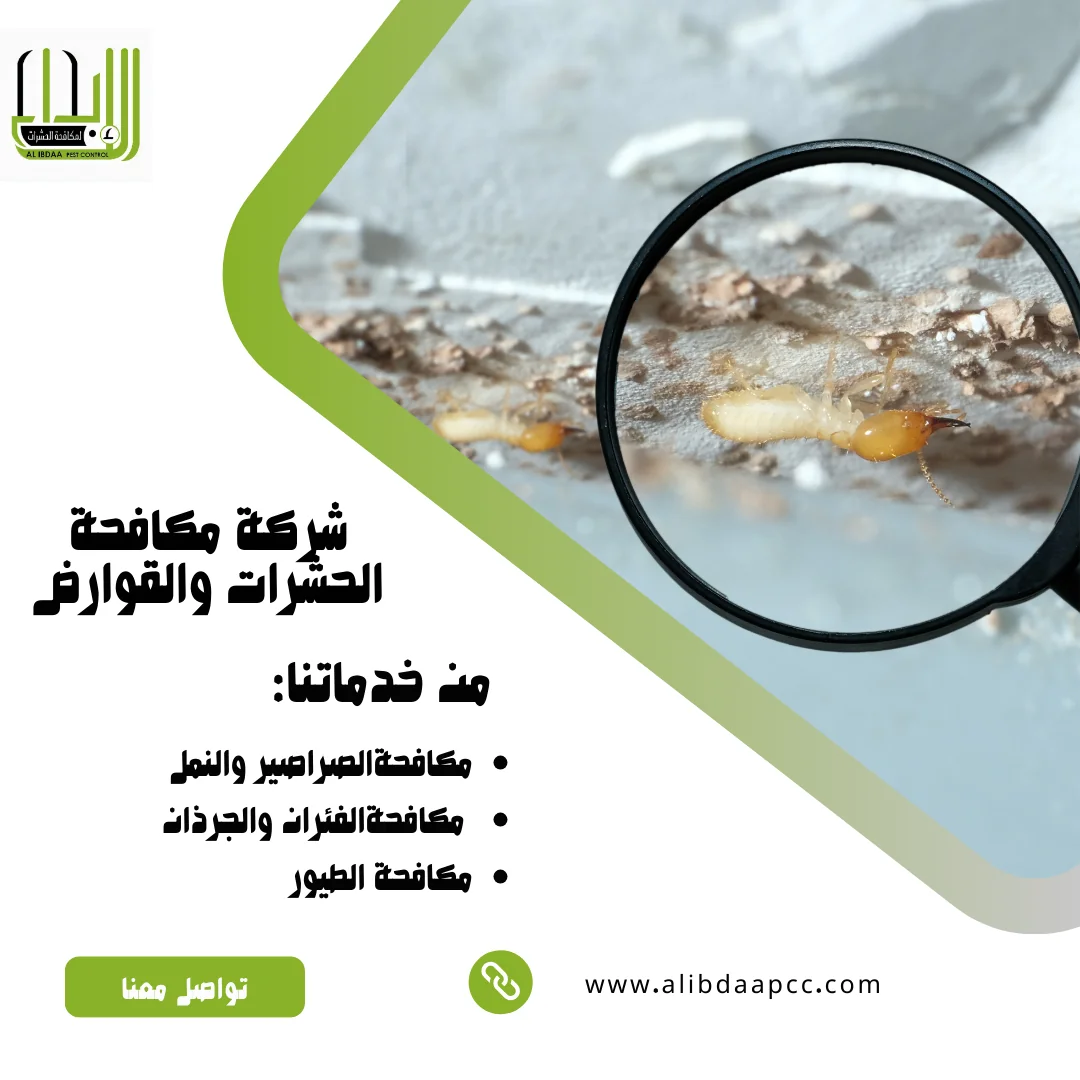 مكافحة النمل الأبيض في أبوظبي: التحديات والحلول