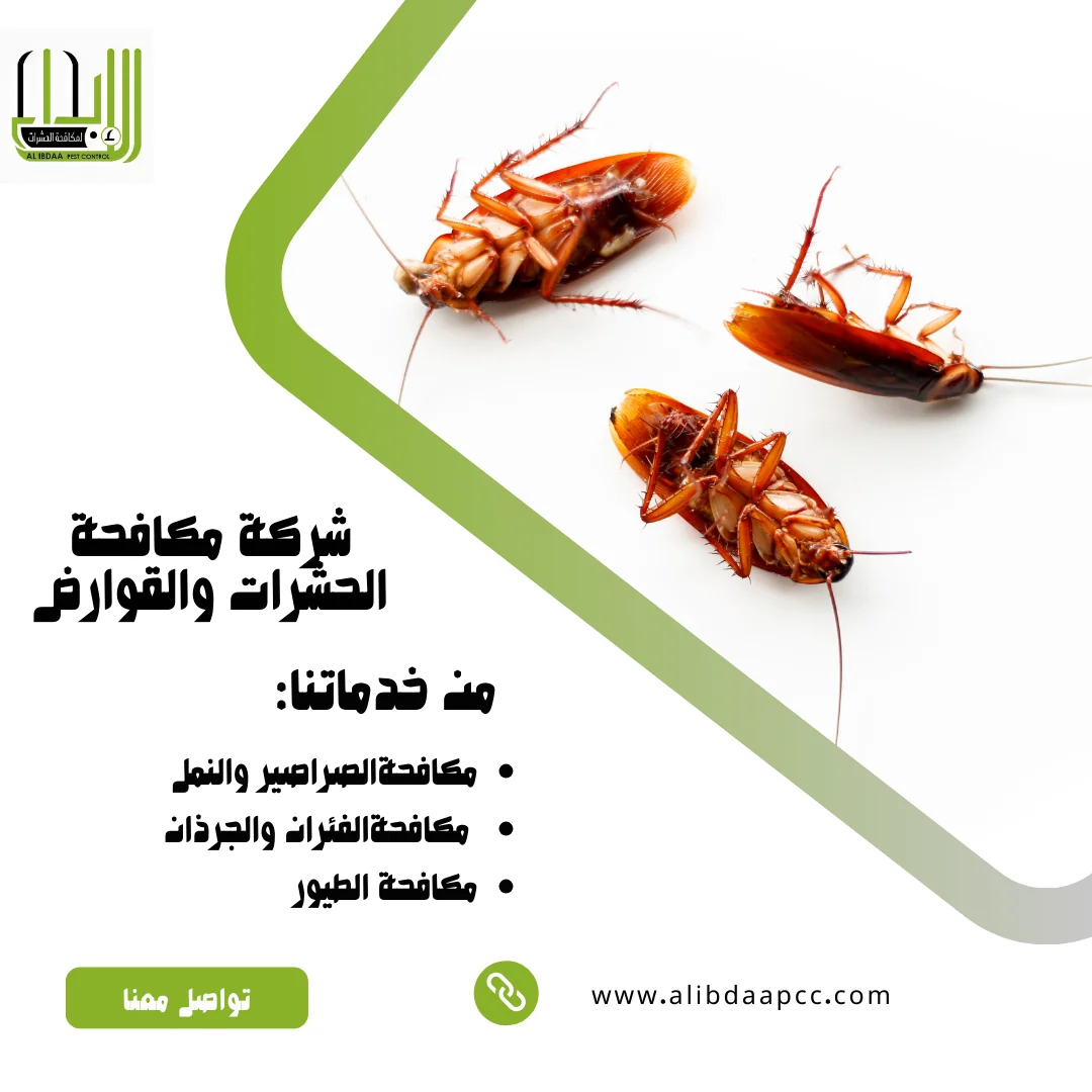  الصراصير: تكوينها، البيئات المحببة، وتأثيراتها الصحية