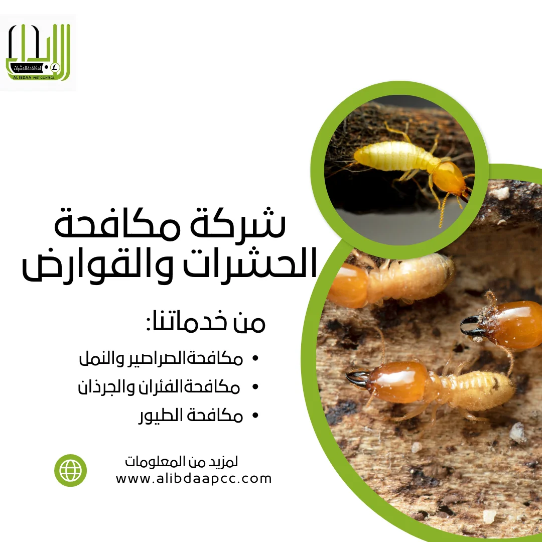 التحديات واستراتيجيات مكافحة النمل الأبيض في الإمارات
