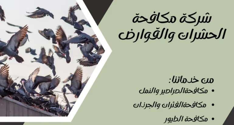 التخلص من طيور الحمام في المباني: استراتيجيات فعّالة
