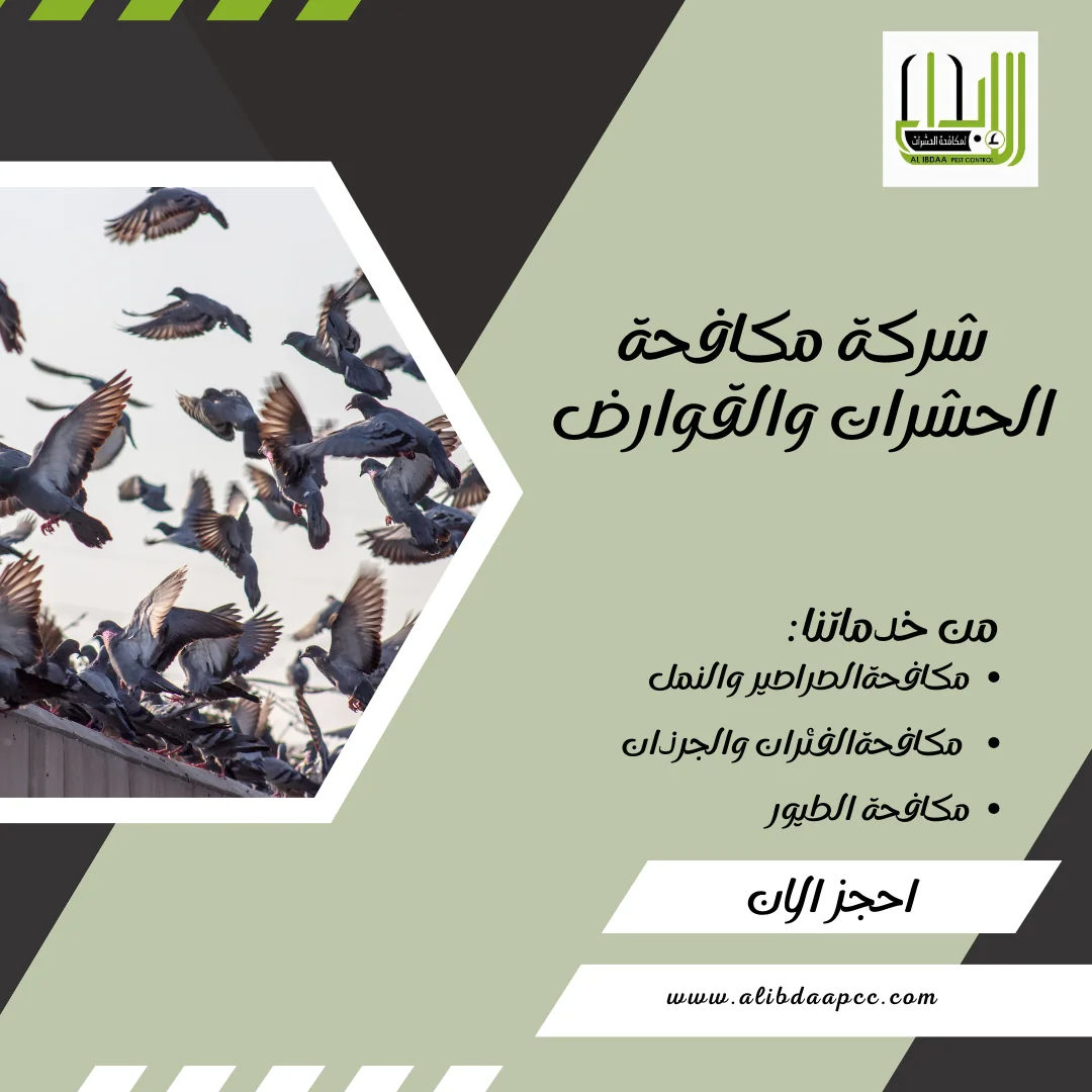التخلص من طيور الحمام في المباني: استراتيجيات فعّالة