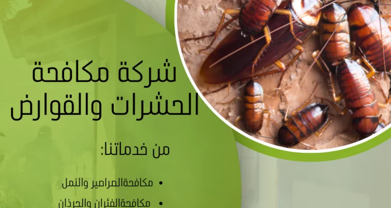 التخلص الدائم والفعّال من الحشرات المنزلية: دليل شامل