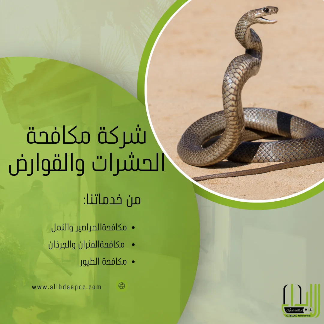 أسباب ظهور الحشرات في البلاعات والمجاري ودور شركات مكافحة الحشرات في القضاء عليها