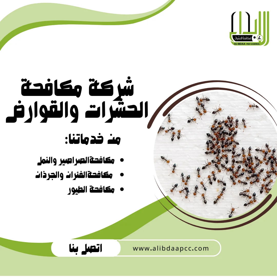 ظهور النمل في فصل الشتاء في الإمارات ودور شركات مكافحة الحشرات