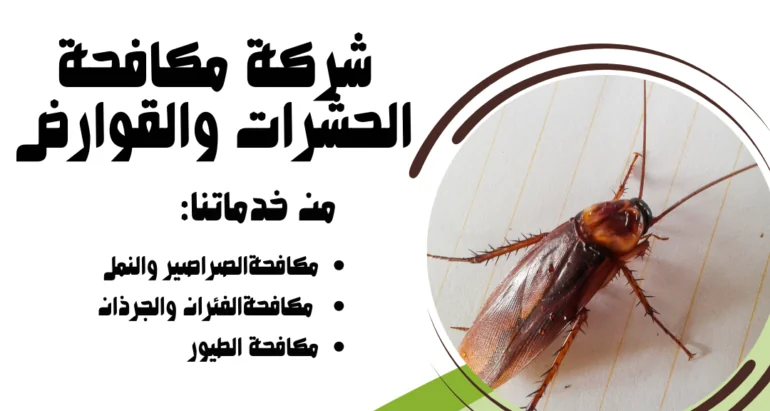 مكافحة الصراصير في أبوظبي: استراتيجيات فعّالة لشركات مكافحة الحشرات