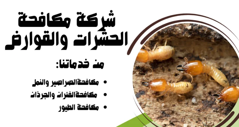 ظهور النمل الأبيض (الرمة): أسبابه ودور شركات مكافحة الحشرات في القضاء عليه