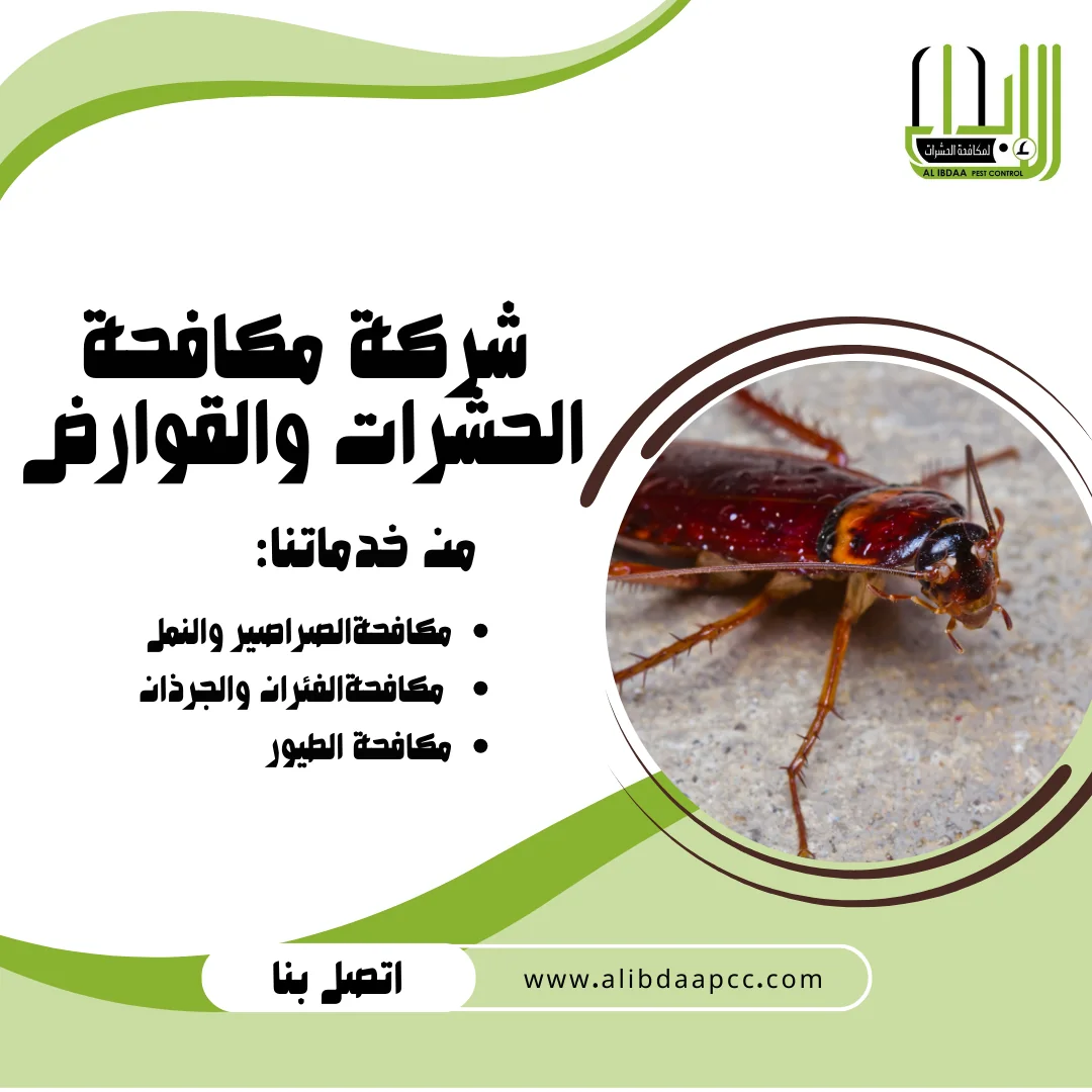 تفشي الصراصير في فصل الشتاء في دولة الإمارات ودور شركات مكافحة الحشرات في الحماية