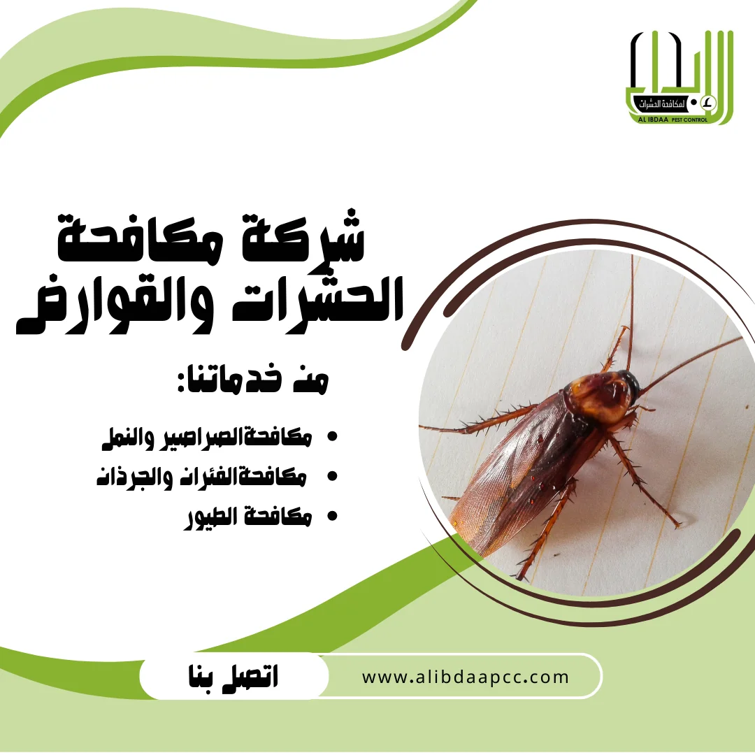 مكافحة الصراصير في أبوظبي: استراتيجيات فعّالة لشركات مكافحة الحشرات