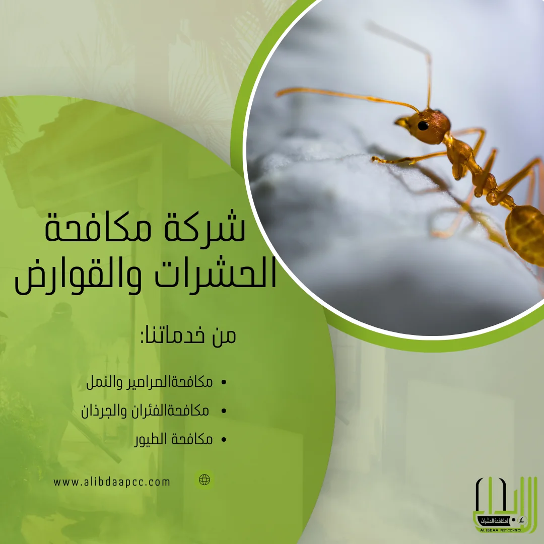 طرق مكافحة النمل ودور شركات مكافحة الحشرات في الوقاية منه